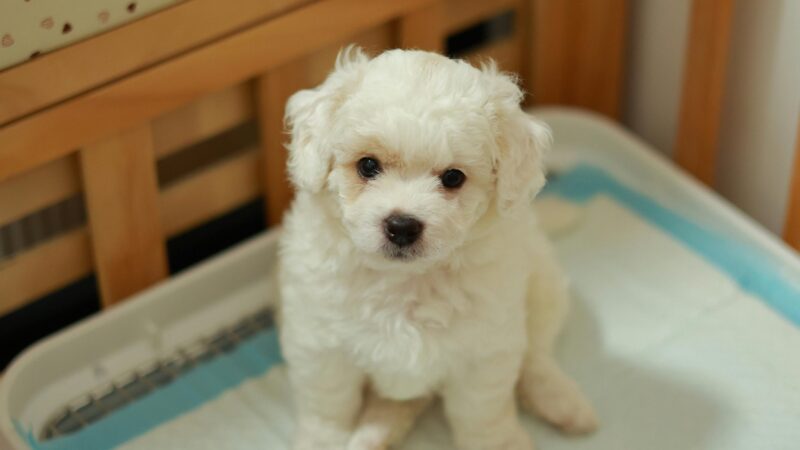 Como ensinar seu cachorro a fazer xixi no lugar certo