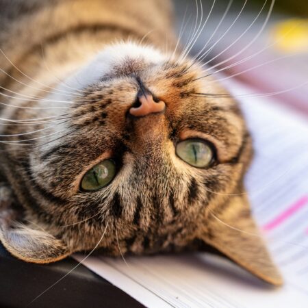 Seu gato provavelmente gosta mais da sua presença do que demonstra