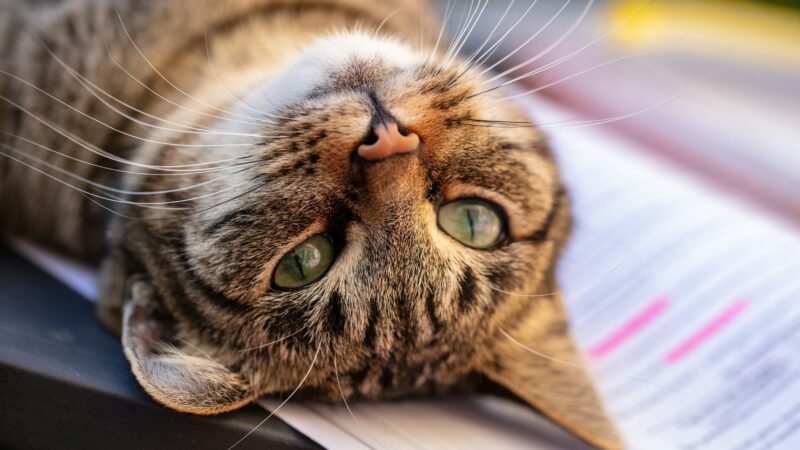 Seu gato provavelmente gosta mais da sua presença do que demonstra