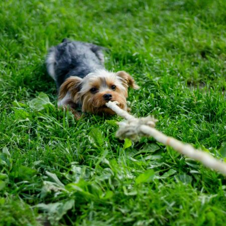 Seu cachorro pode estar tentando chamar atenção da forma errada