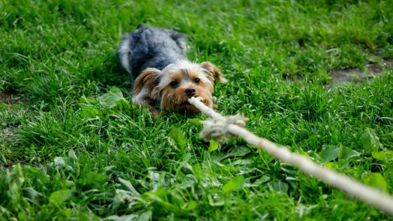 Seu cachorro pode estar tentando chamar atenção da forma errada