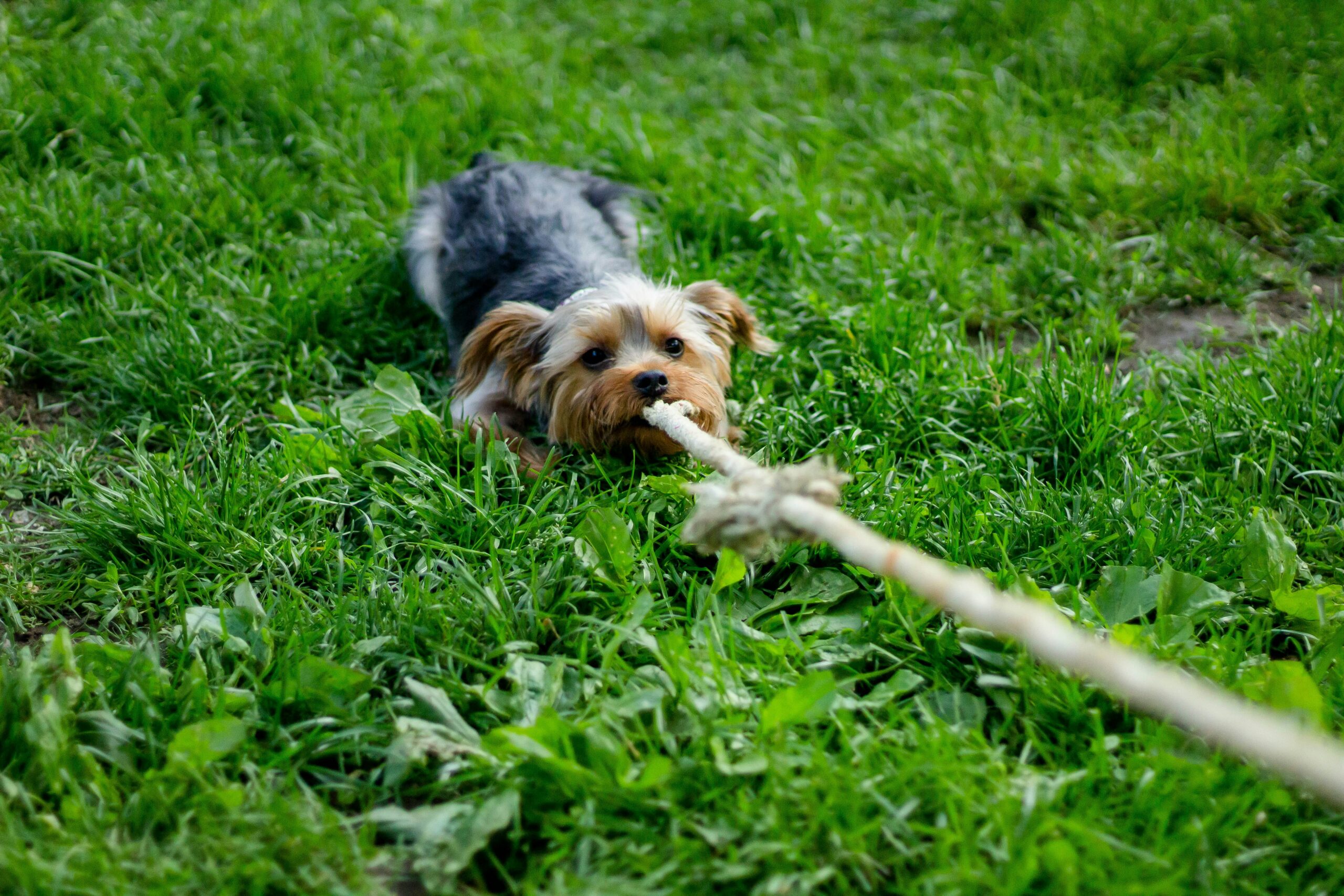 Seu cachorro pode estar tentando chamar atenção da forma errada