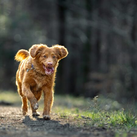 Passear com seu cachorro é muito mais importante do que parece