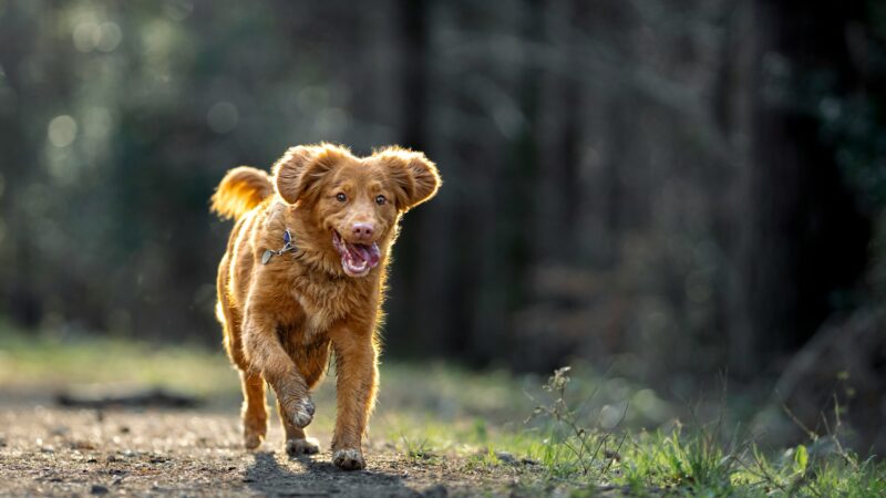 Passear com seu cachorro é muito mais importante do que parece