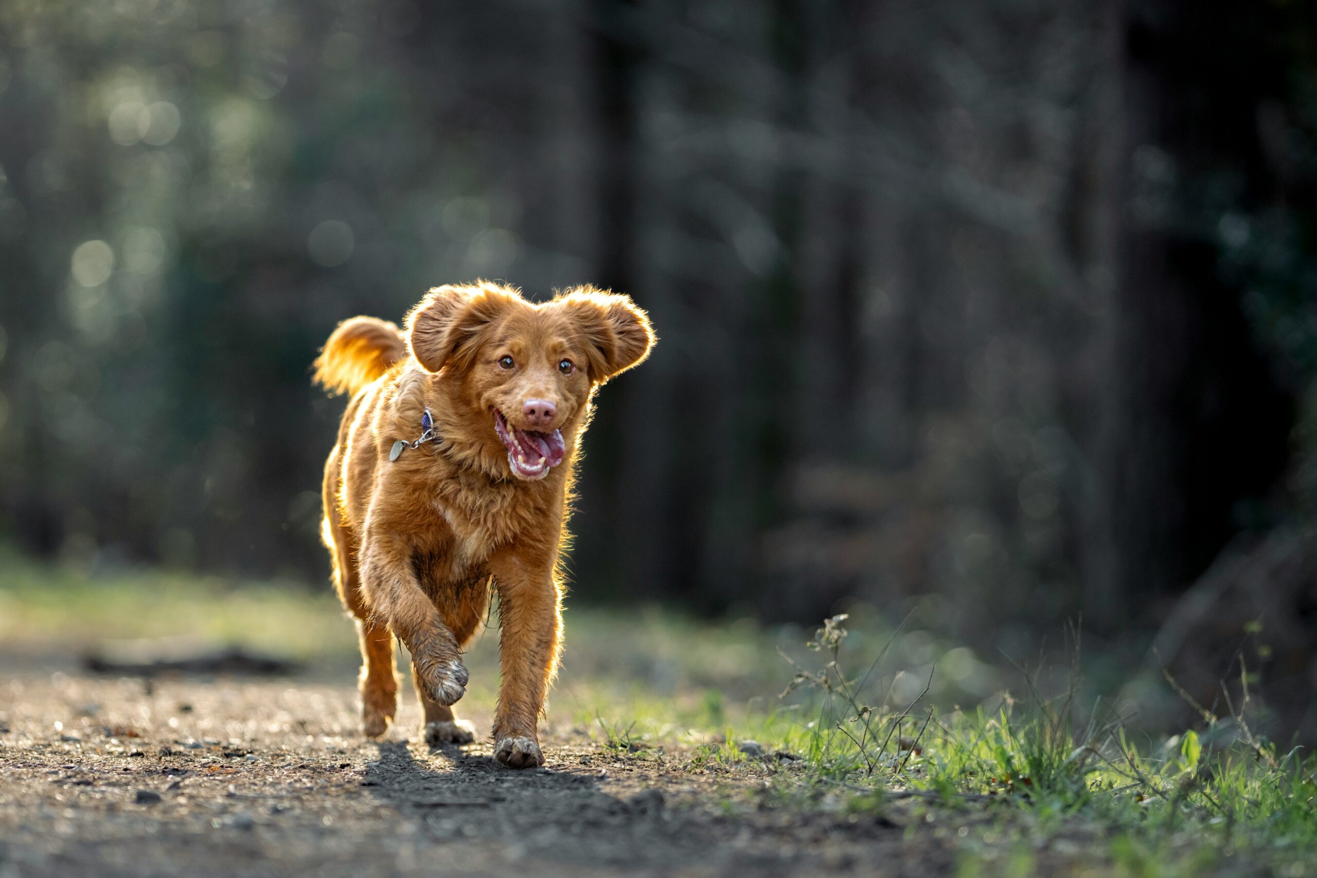 Passear com seu cachorro é muito mais importante do que parece
