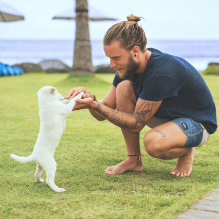 Seu pet não precisa de muitos brinquedos — precisa de interação