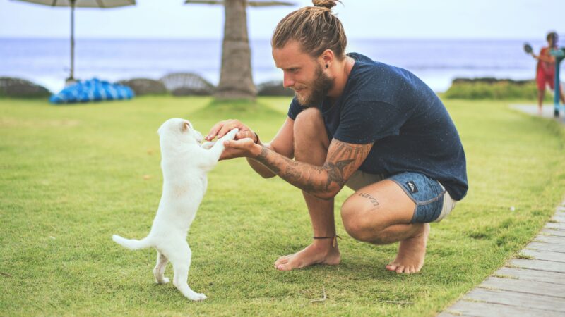 Seu pet não precisa de muitos brinquedos — precisa de interação