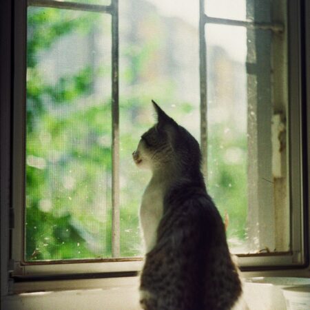Seu gato observa tudo em silêncio