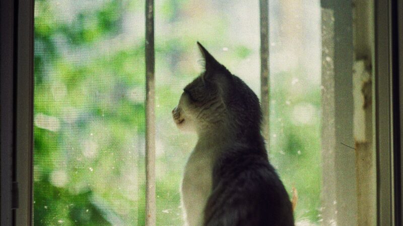 Seu gato observa tudo em silêncio