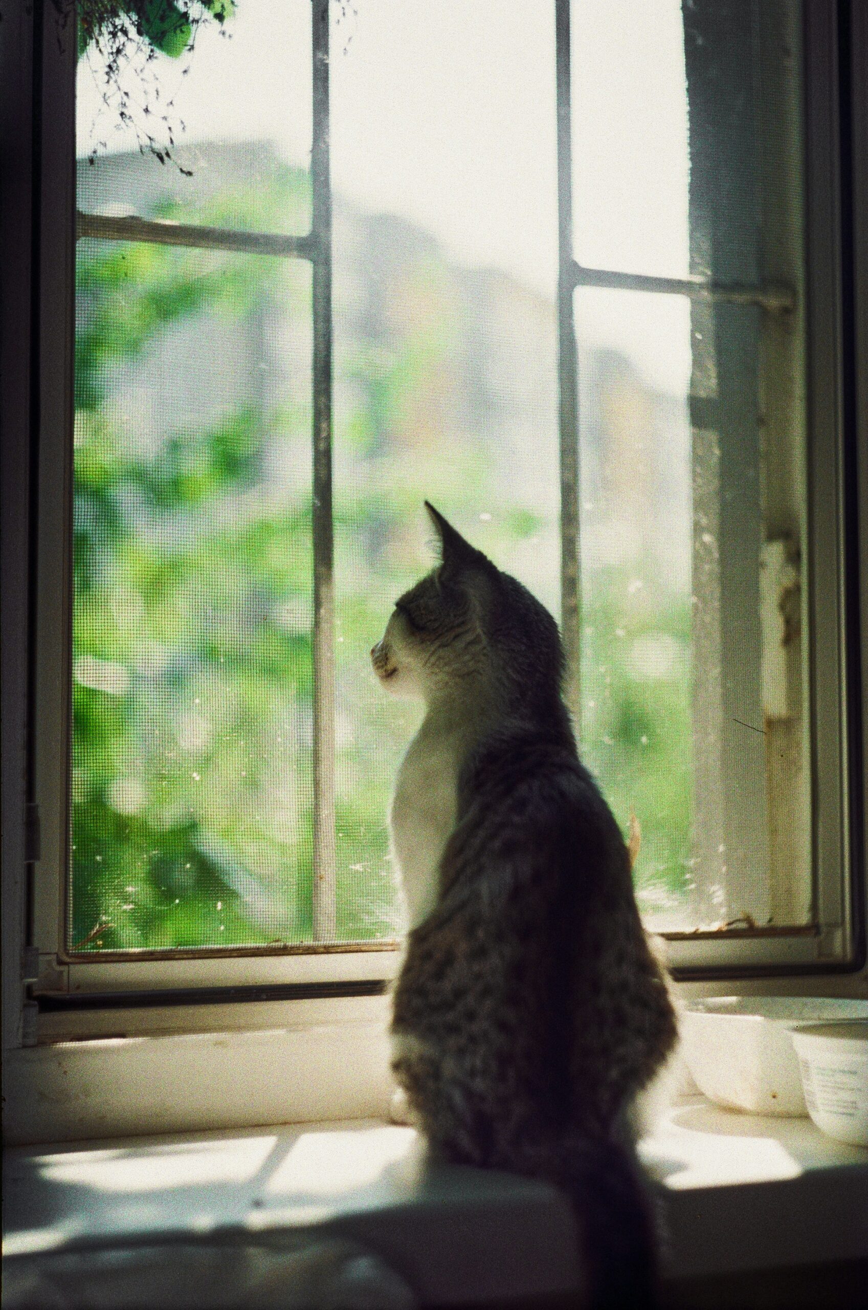 Seu gato observa tudo em silêncio