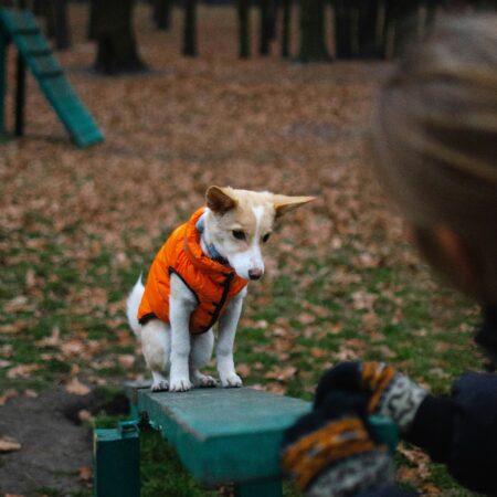 Seu cachorro entende mais sua rotina do que você imagina
