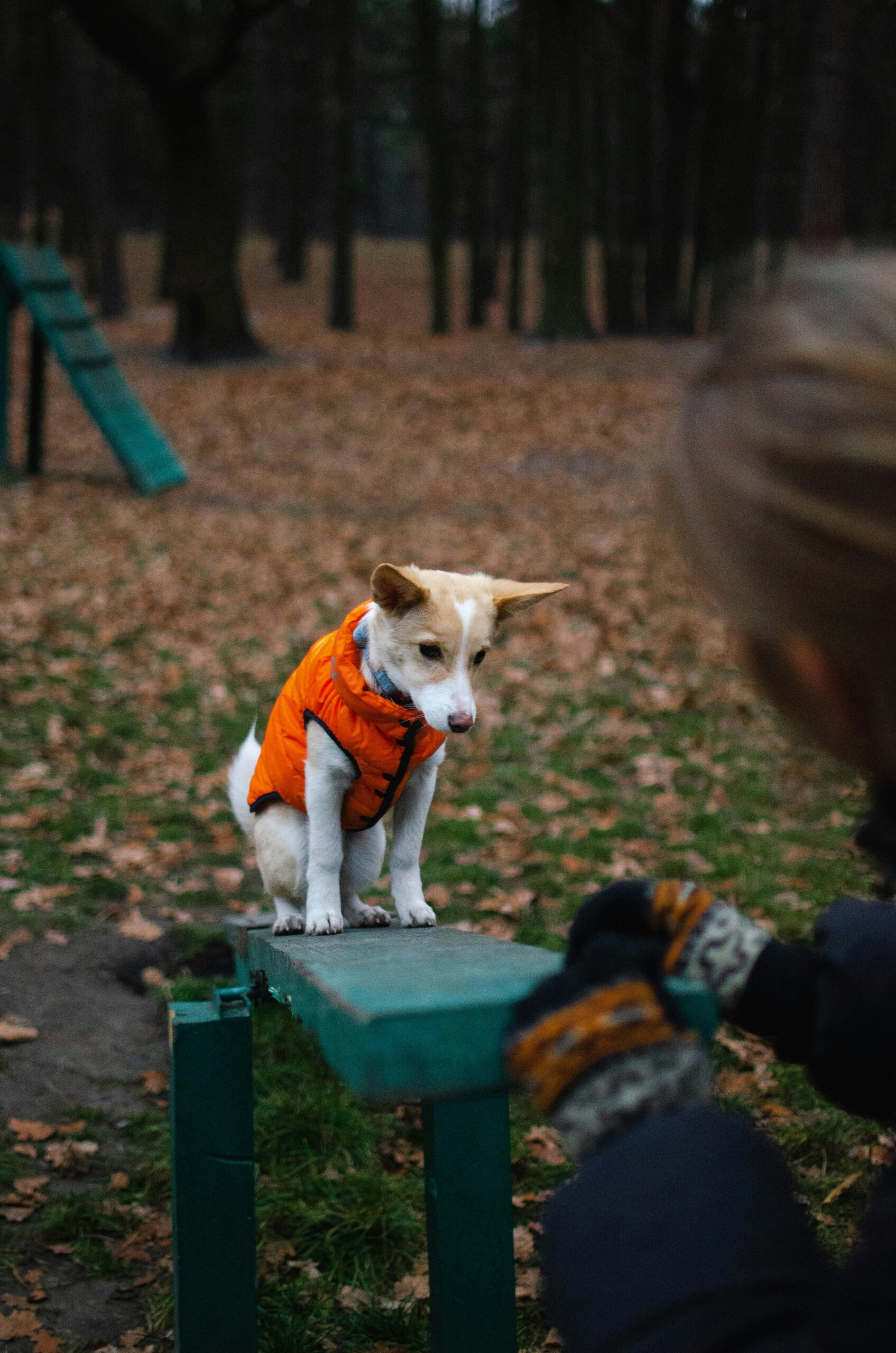 Seu cachorro entende mais sua rotina do que você imagina