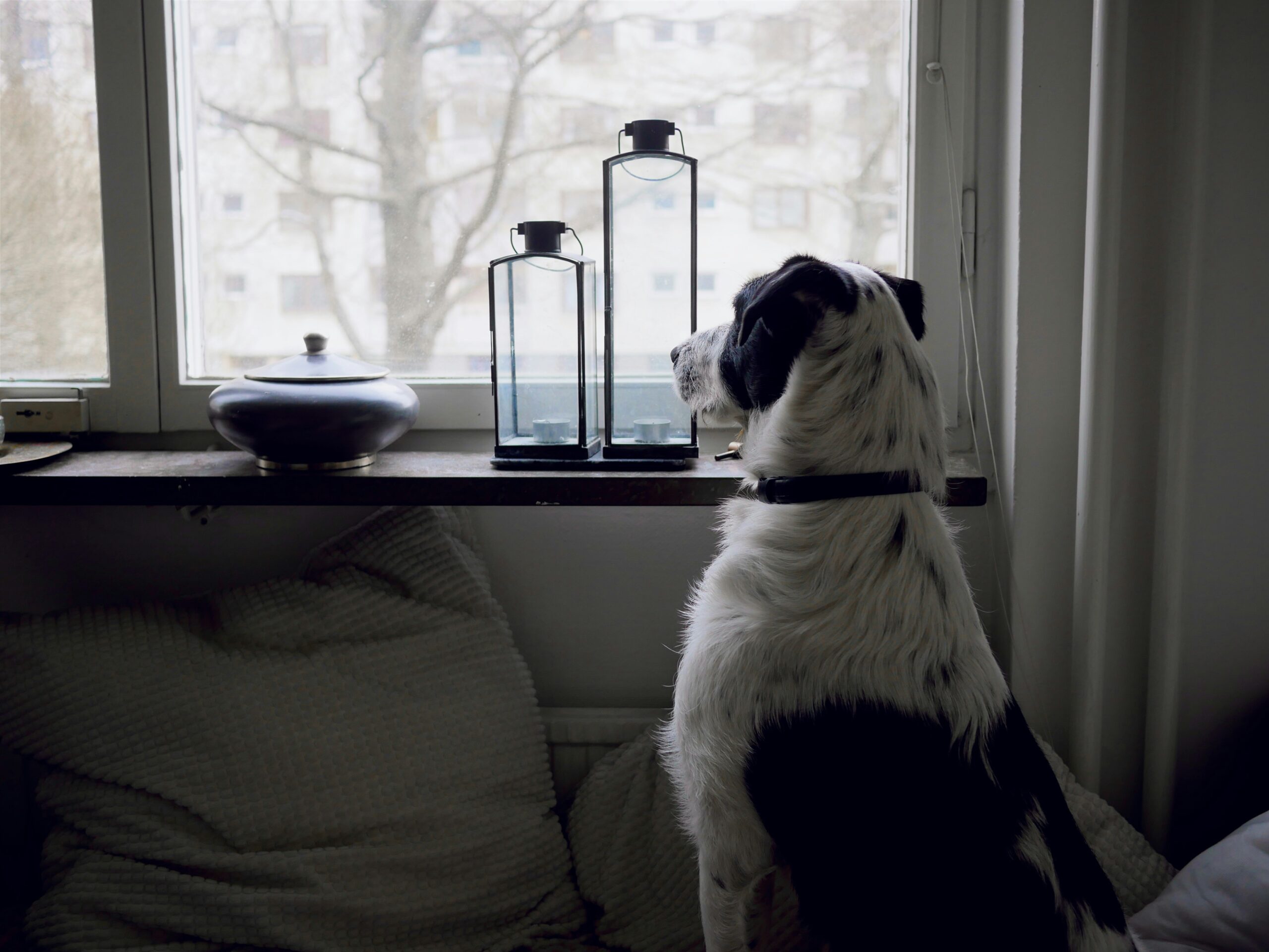 Seu cachorro provavelmente sabe exatamente quando você está voltando para casa