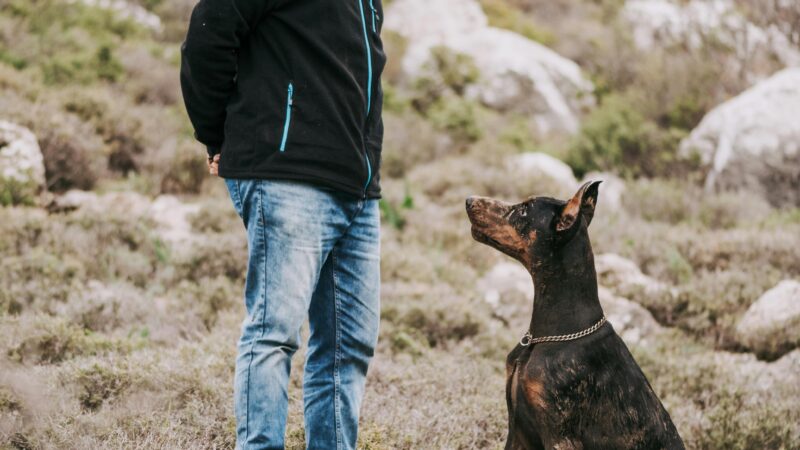 Seu cachorro entende mais palavras do que você imagina