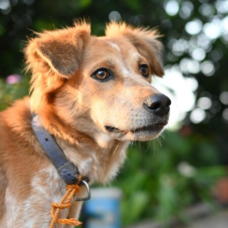 Cachorros observam muito mais a nossa rotina do que a gente imagina