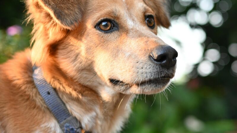 Cachorros observam muito mais a nossa rotina do que a gente imagina