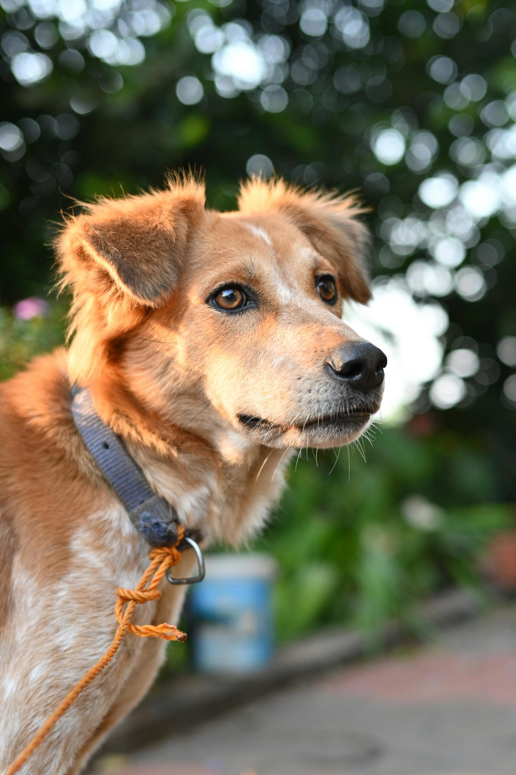 Cachorros observam muito mais a nossa rotina do que a gente imagina