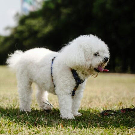 Os pets percebem quando a casa muda — mesmo antes das pessoas