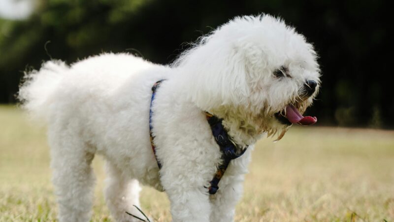 Os pets percebem quando a casa muda — mesmo antes das pessoas