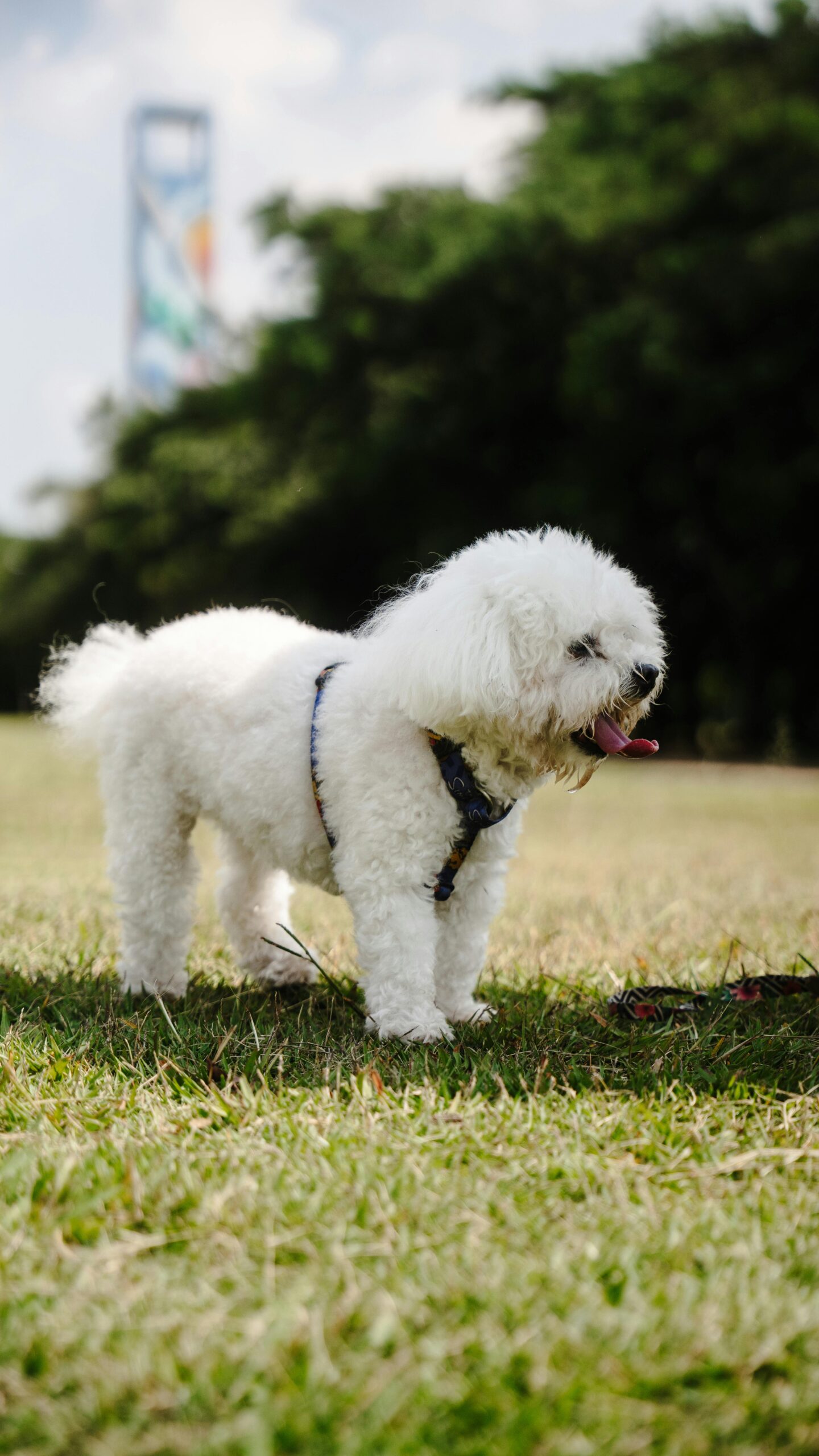 Os pets percebem quando a casa muda — mesmo antes das pessoas
