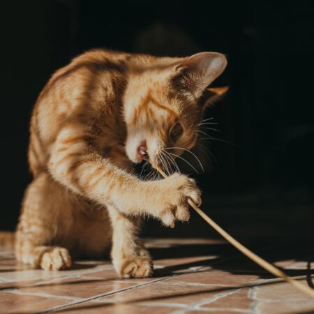 Os pets mudaram a rotina das pessoas — e muita gente nem percebeu isso ainda