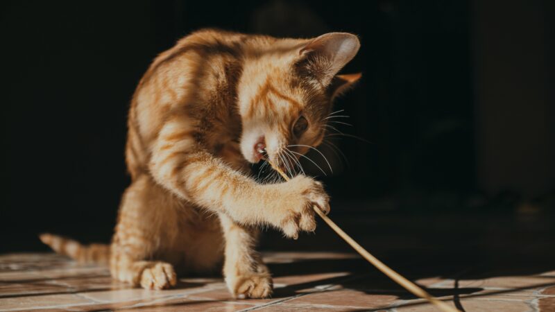 Os pets mudaram a rotina das pessoas — e muita gente nem percebeu isso ainda