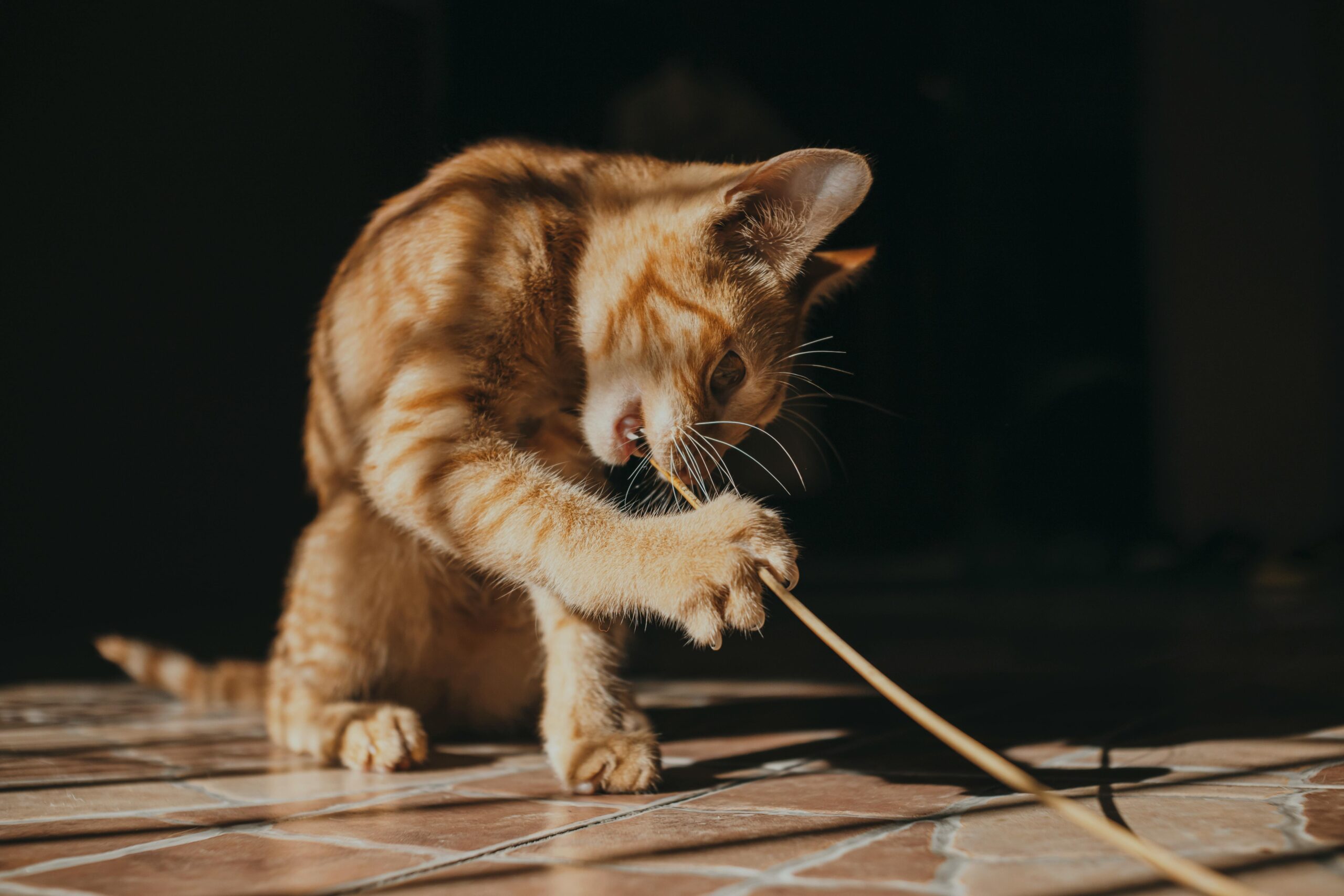 Os pets mudaram a rotina das pessoas — e muita gente nem percebeu isso ainda