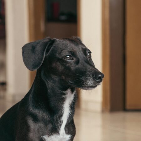 Animais também criam rotina — e mudanças bruscas afetam muito os pets