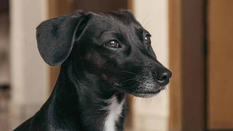 Animais também criam rotina — e mudanças bruscas afetam muito os pets