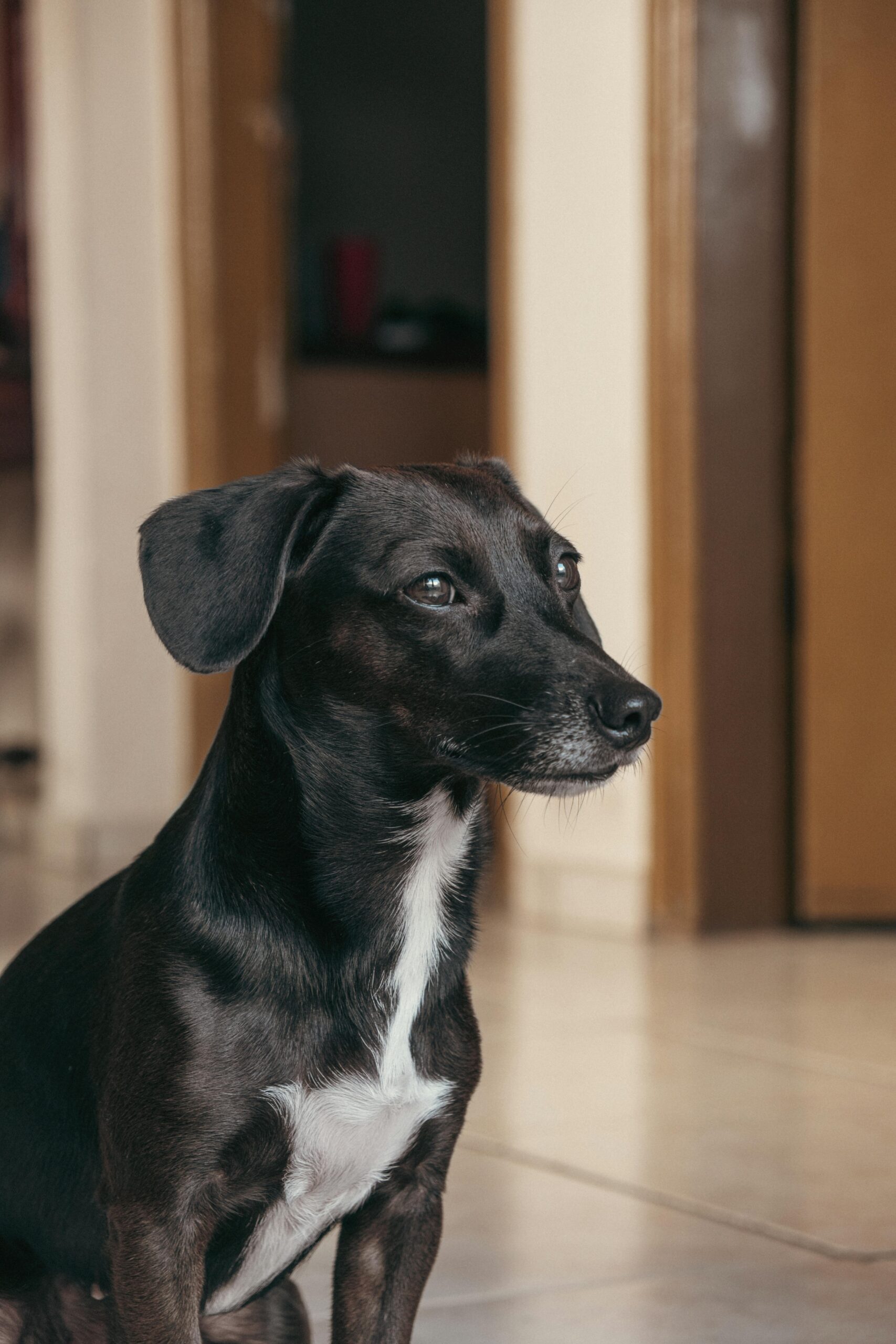 Animais também criam rotina — e mudanças bruscas afetam muito os pets