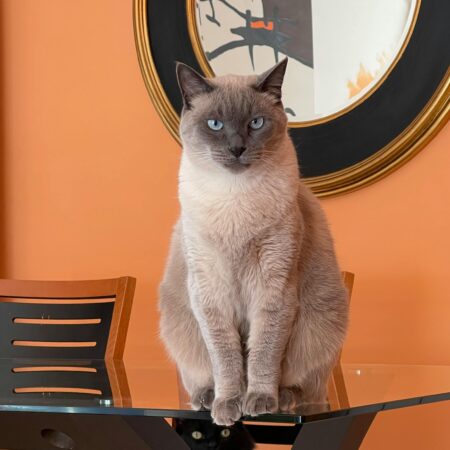 Seu gato provavelmente entende sua rotina melhor do que você imagina