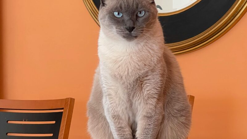 Seu gato provavelmente entende sua rotina melhor do que você imagina