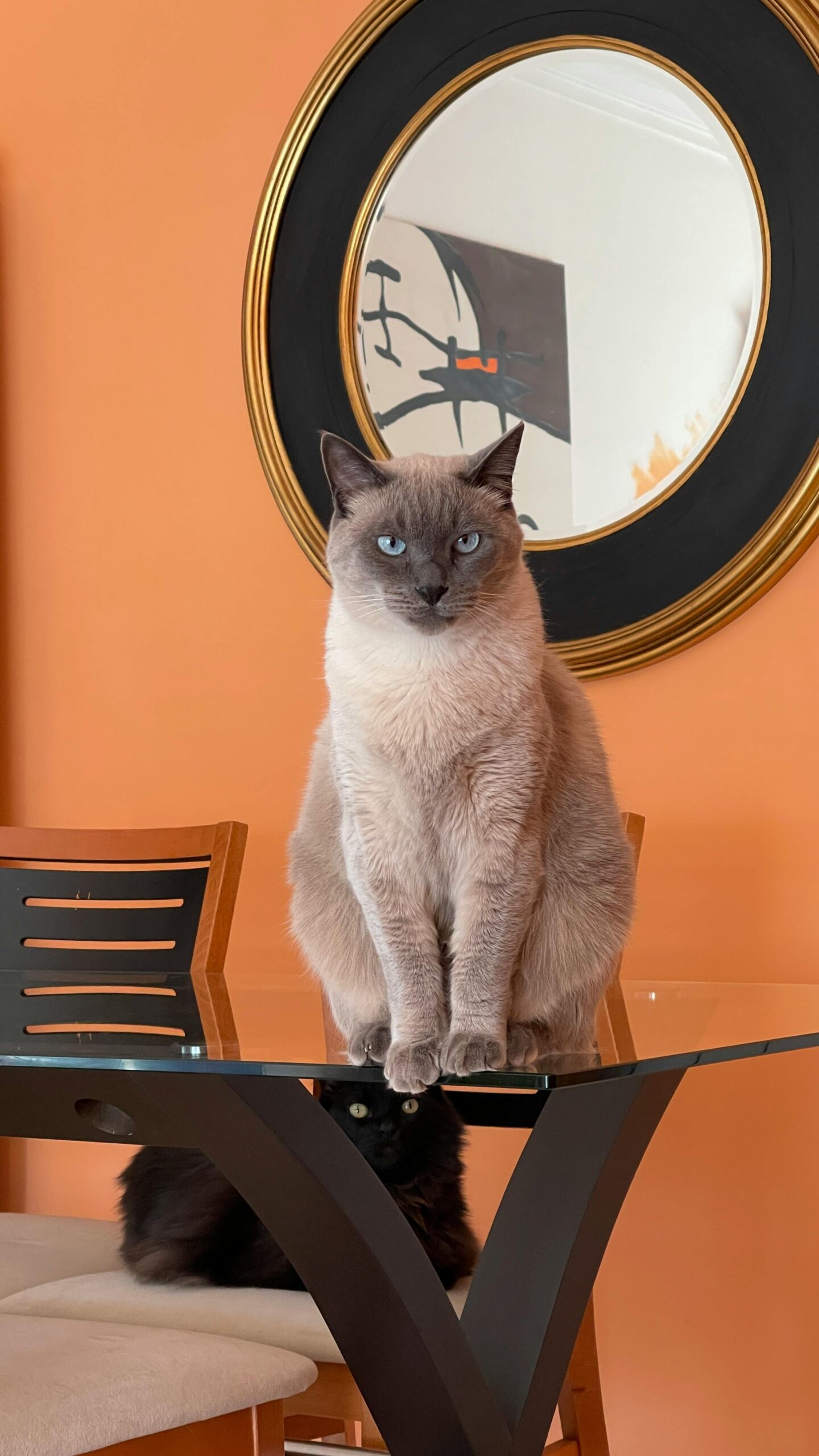 Seu gato provavelmente entende sua rotina melhor do que você imagina