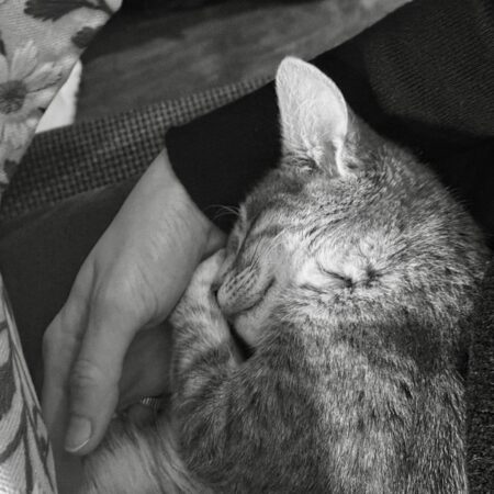 Seu gato dorme perto de você por um motivo muito importante