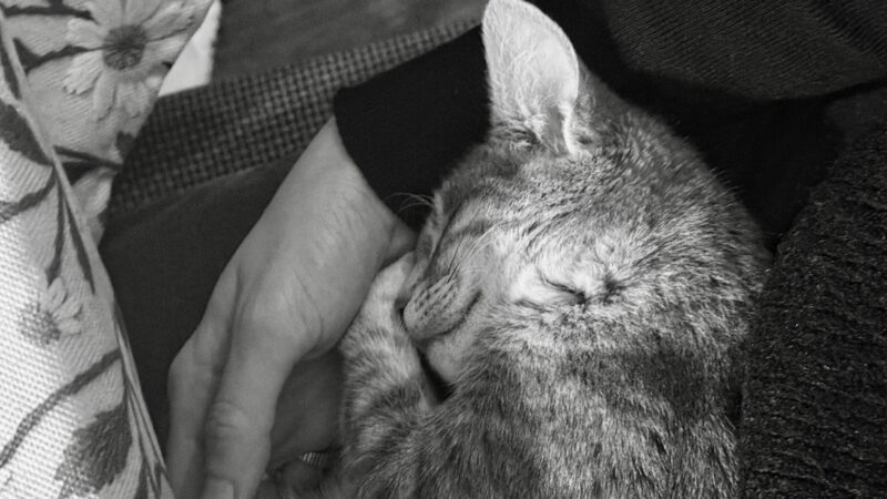 Seu gato dorme perto de você por um motivo muito importante