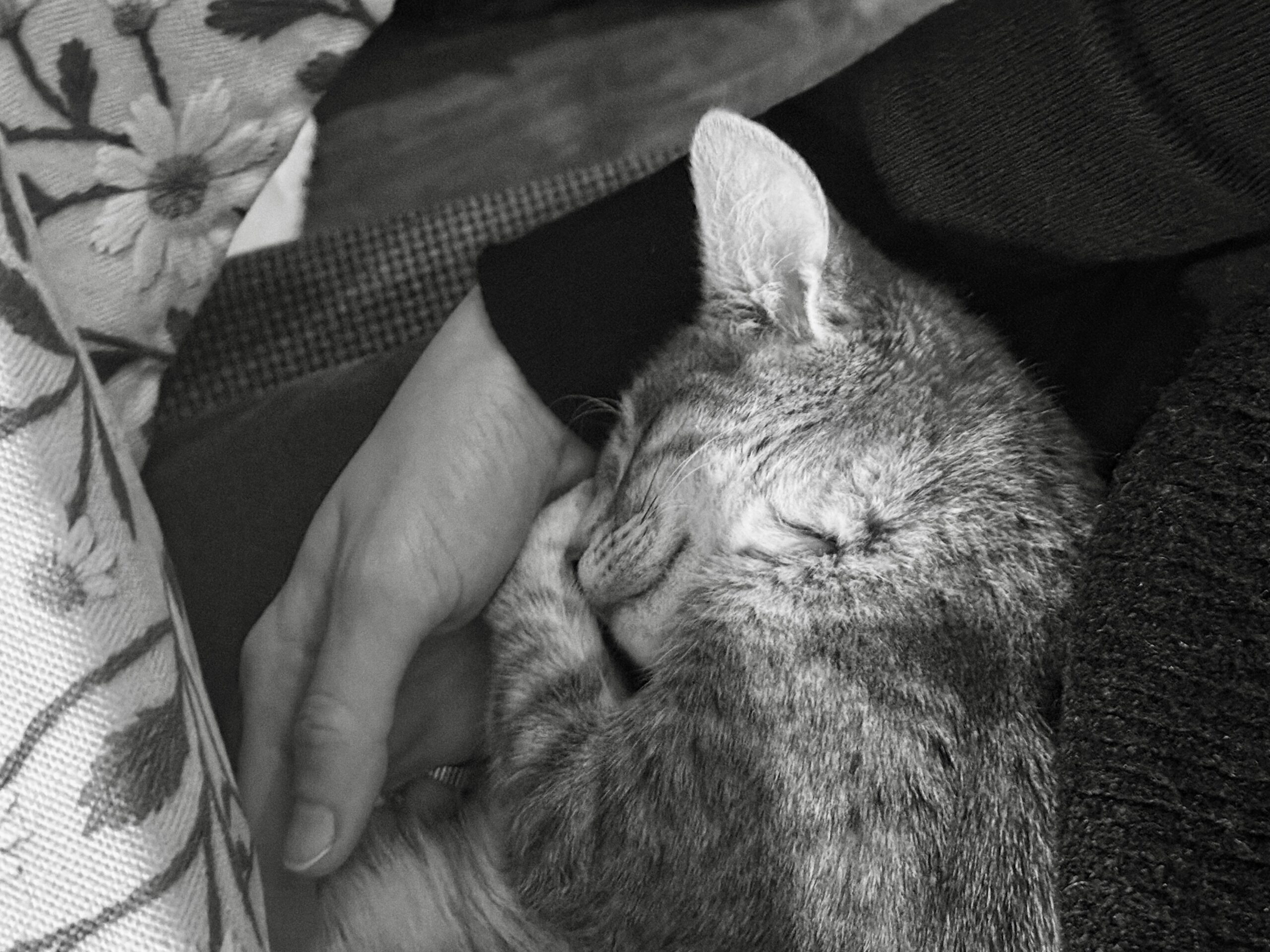 Seu gato dorme perto de você por um motivo muito importante
