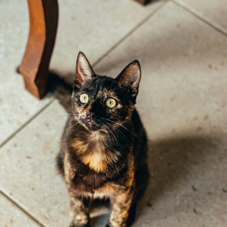 Por que alguns gatos seguem os donos pela casa o tempo inteiro?