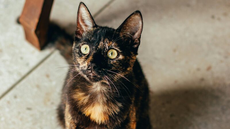 Por que alguns gatos seguem os donos pela casa o tempo inteiro?