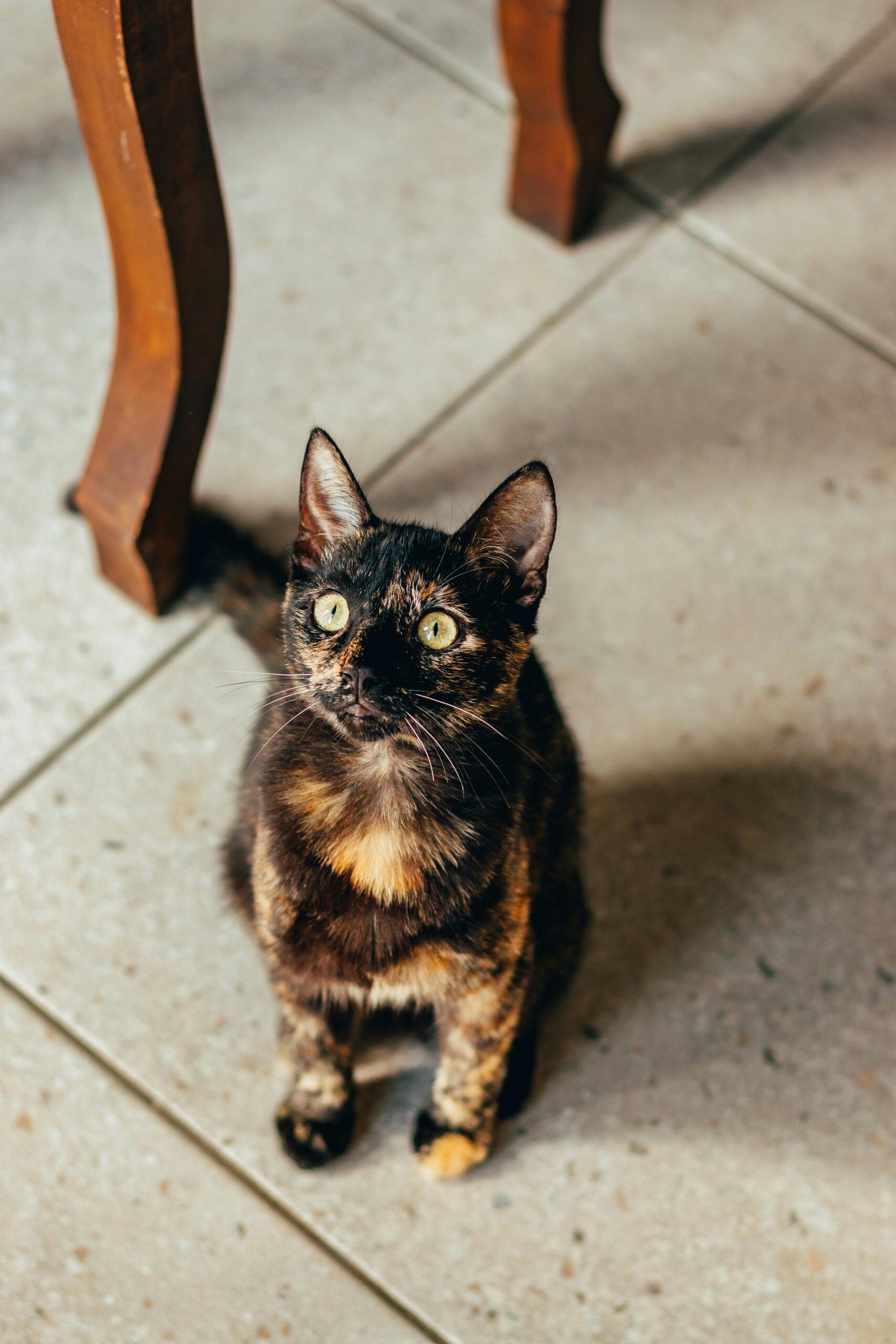 Por que alguns gatos seguem os donos pela casa o tempo inteiro?