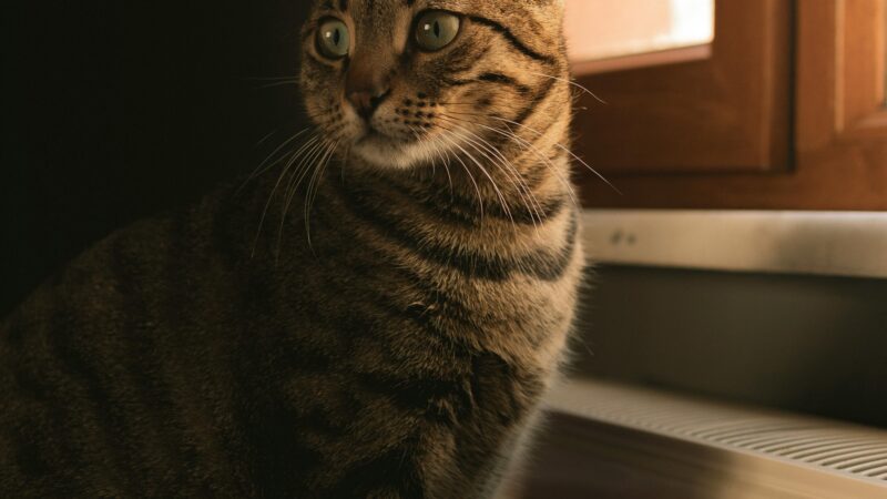 Seu gato não é frio — você só ainda não entendeu a forma dele demonstrar carinho