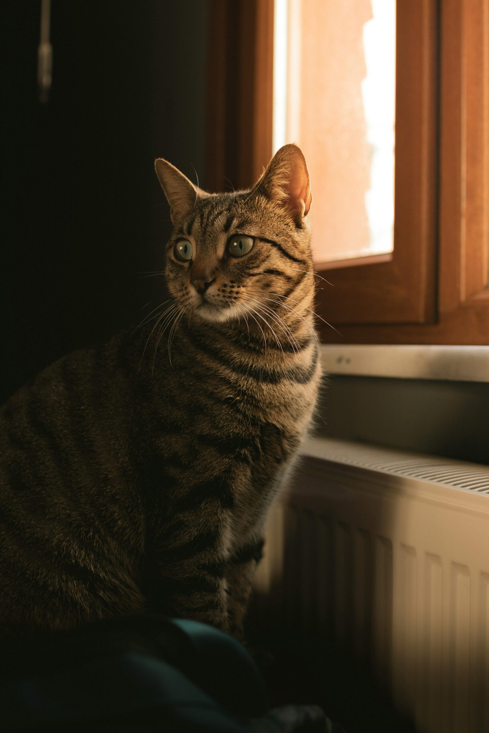 Seu gato não é frio — você só ainda não entendeu a forma dele demonstrar carinho
