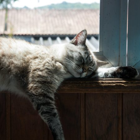 Gatos gostam de rotina — mesmo parecendo independentes