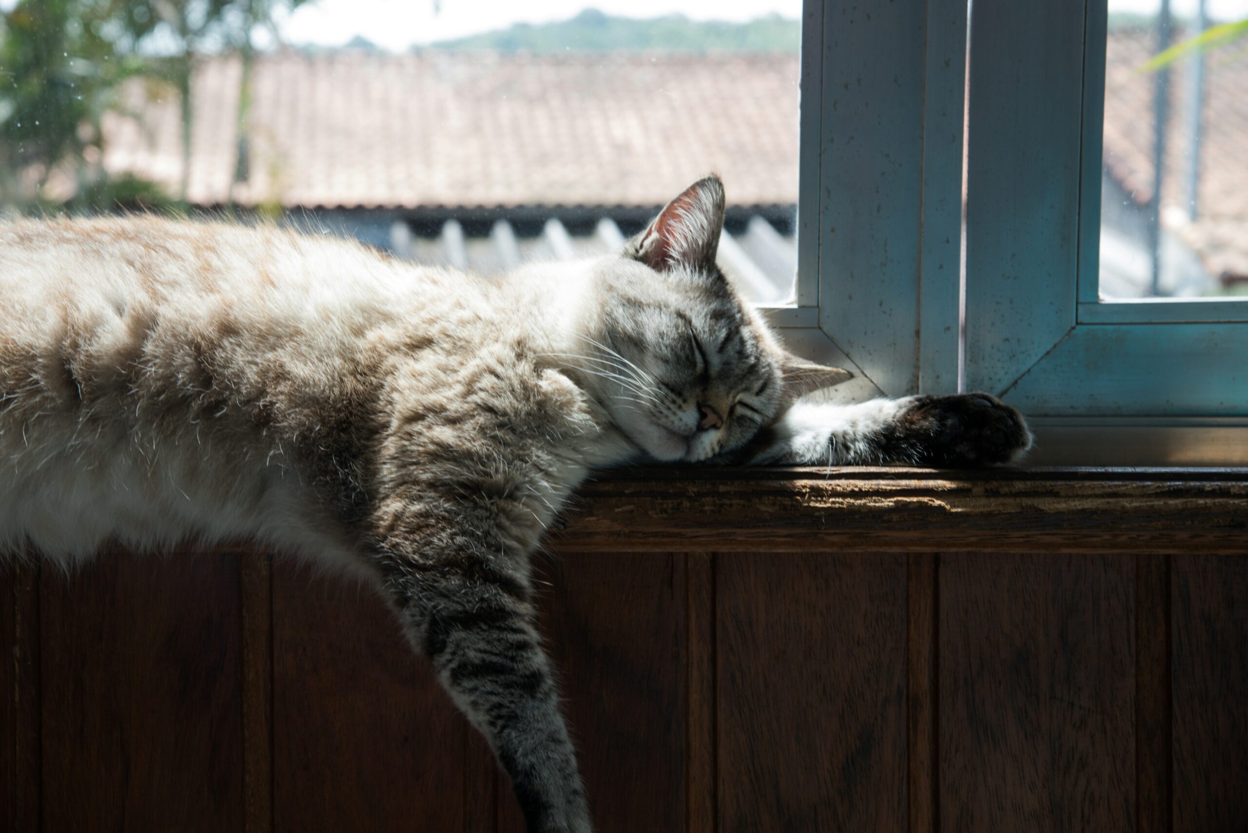 Gatos gostam de rotina — mesmo parecendo independentes