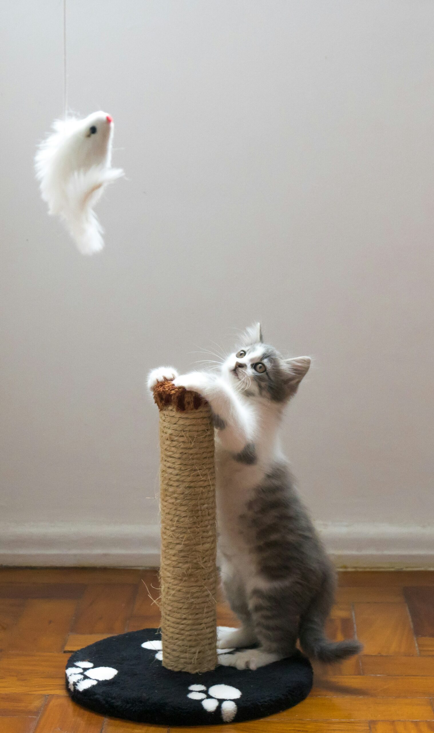 Seu gato pode estar entediado dentro de casa