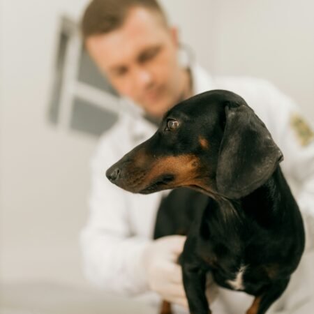 Por que consultas veterinárias preventivas são tão importantes?