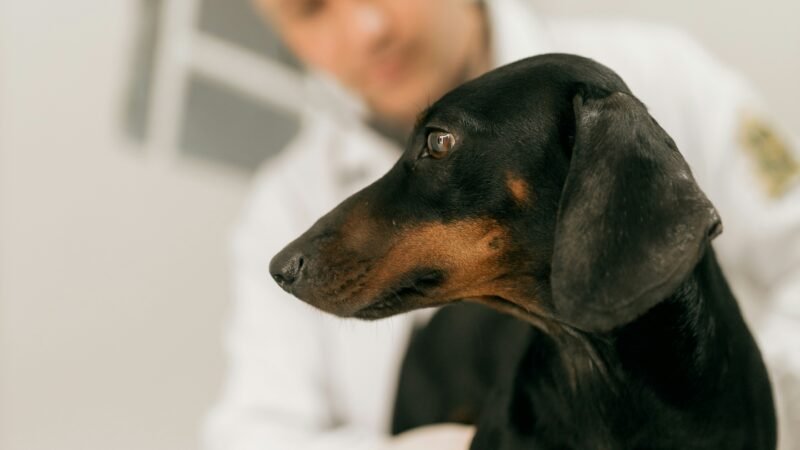 Por que consultas veterinárias preventivas são tão importantes?