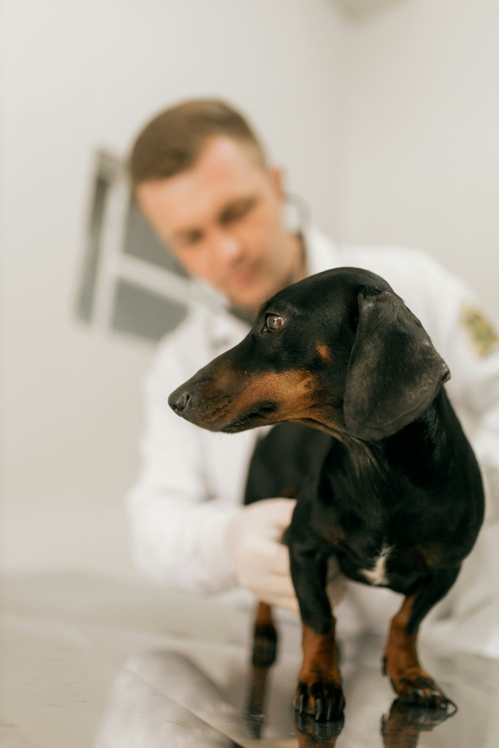 Por que consultas veterinárias preventivas são tão importantes?
