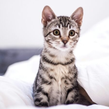 A adaptação dos animais resgatados leva tempo