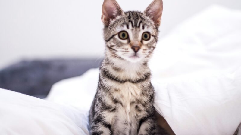 A adaptação dos animais resgatados leva tempo