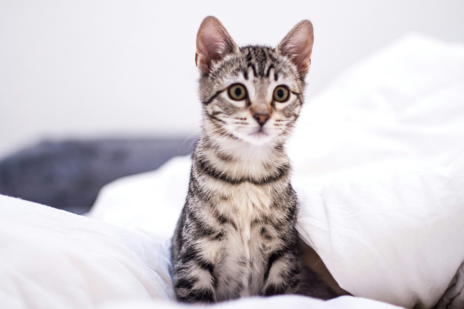 A adaptação dos animais resgatados leva tempo
